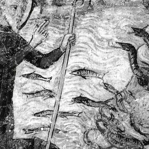 Portrait of Julius of Novara