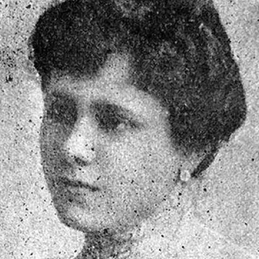 Portrait of Laura Rodríguez Dulanto