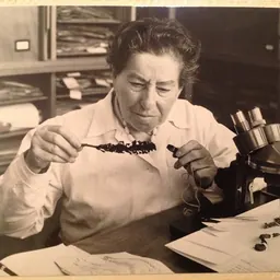 Portrait of Naomi Feinbrun-Dothan