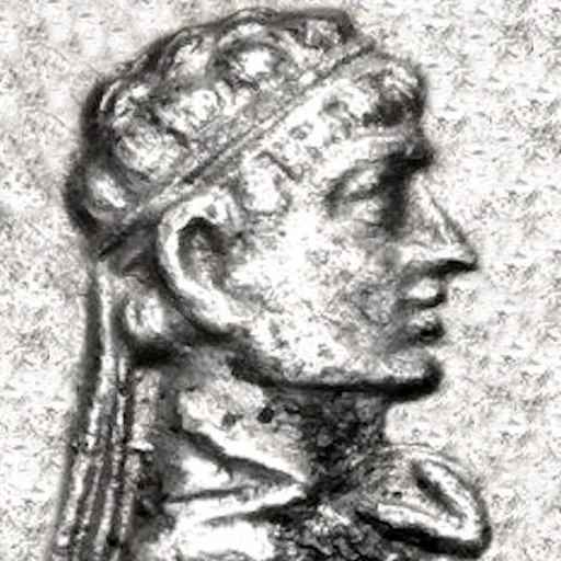 Portrait of Epander