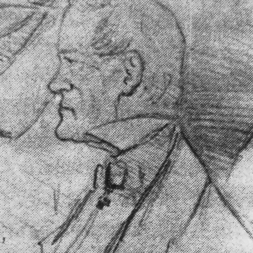 Portrait of Valerian Safonovich