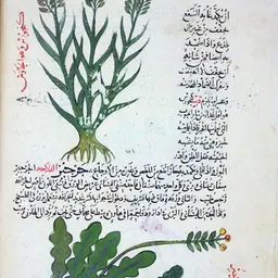 Portrait of Ahmad ibn Muhammad abu Yafar al-Gafiqi
