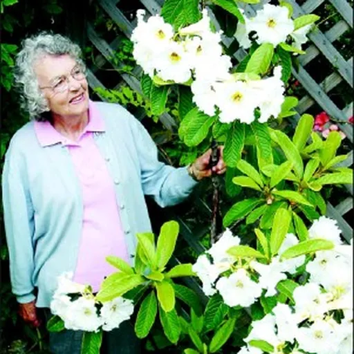 Portrait of Melva Noeline Philipson