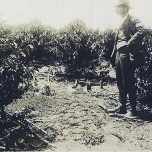 Portrait of Nhonhô Magalhães