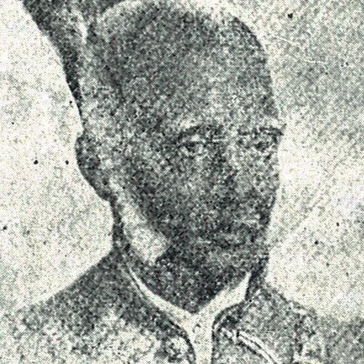 Portrait of Jeronis de Soysa