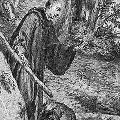 Portrait of Deicolus