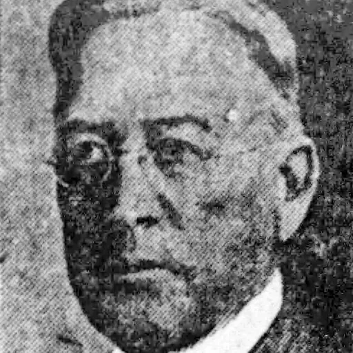 Portrait of Alexander P. Fleming