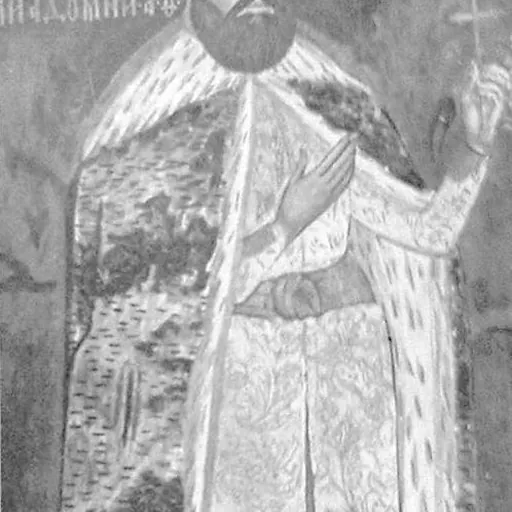 Portrait of Radu Șerban