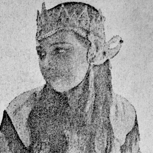 Portrait of Elly Yunara