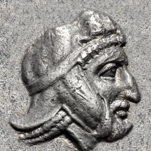 Portrait of Tiribazus