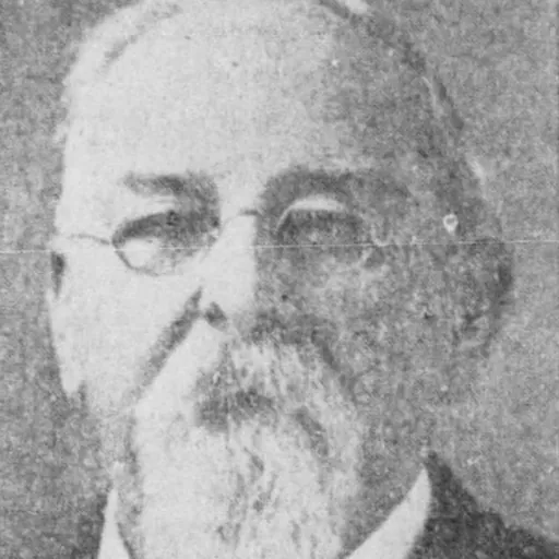Portrait of Henry Conner