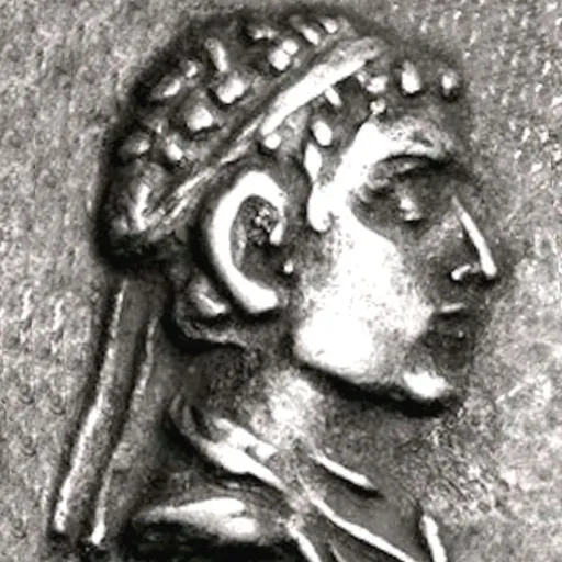 Portrait of Polyxenos Epiphanes Soter