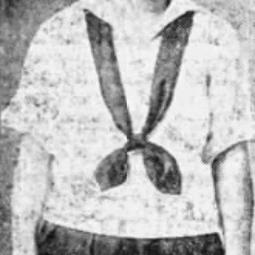 Portrait of Anne Harwick