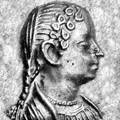 Portrait of Agathoclea