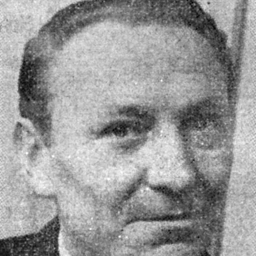 Portrait of William Hartnell