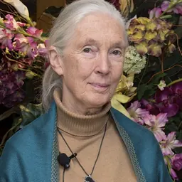 Portrait of Jane Goodall