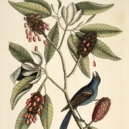 Portrait of Mark Catesby