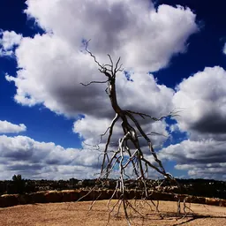 Portrait of Roxy Paine