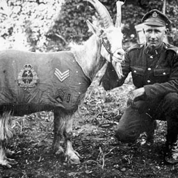 Portrait of Sergeant Bill