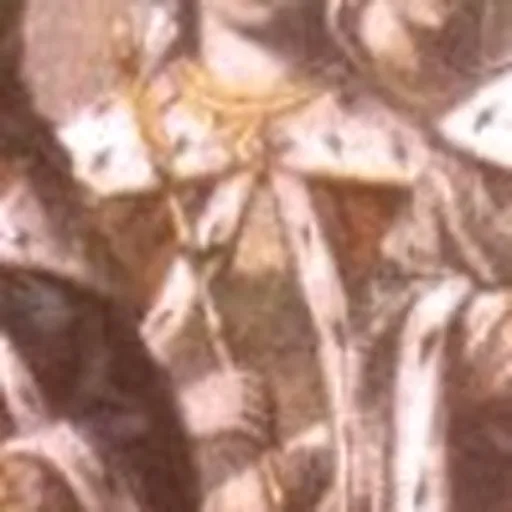 Portrait of Dragana of Serbia