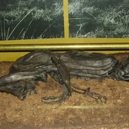 Portrait of Tollund Man