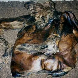 Portrait of Lindow Man