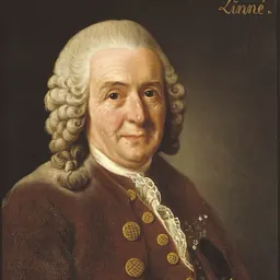 Portrait of Carl Linnaeus
